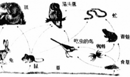 食物链视频,探寻生态系统中能量流转的奇妙旅程